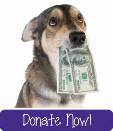 donate-dog-button-purple